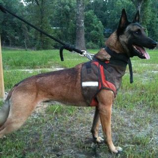 Defender Bikini Vest